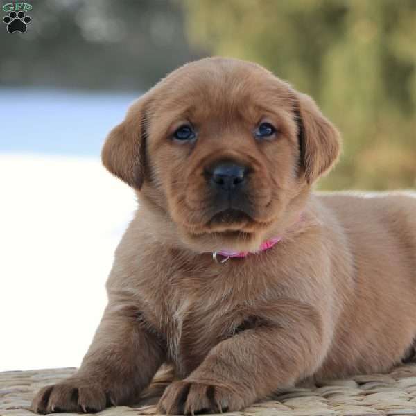 Luna, Fox Red Labrador Retriever Puppy